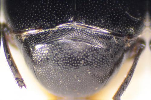 Gnathoncus nannetensis